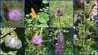 #9: Collection of plants and animals