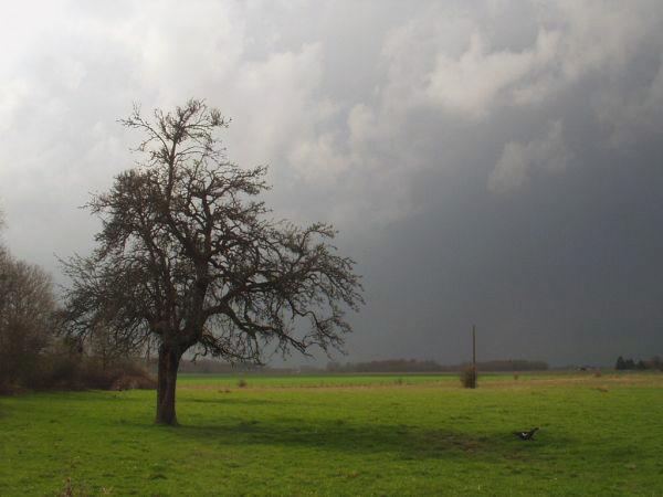 The coming storm and a duck.