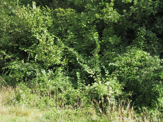 the hedge in front of the confluence