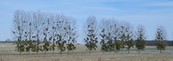 #8: Mistletoe in poplars.