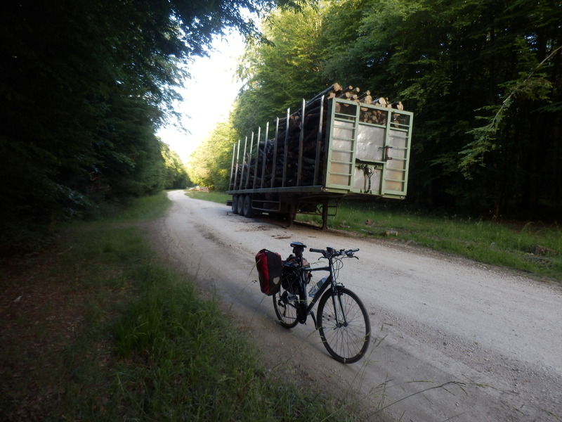 The Nearby Forest Track