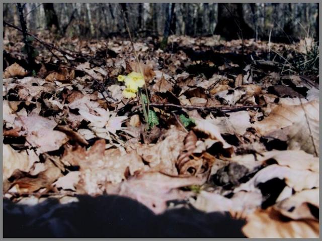 Wild primrose in the confluence circle