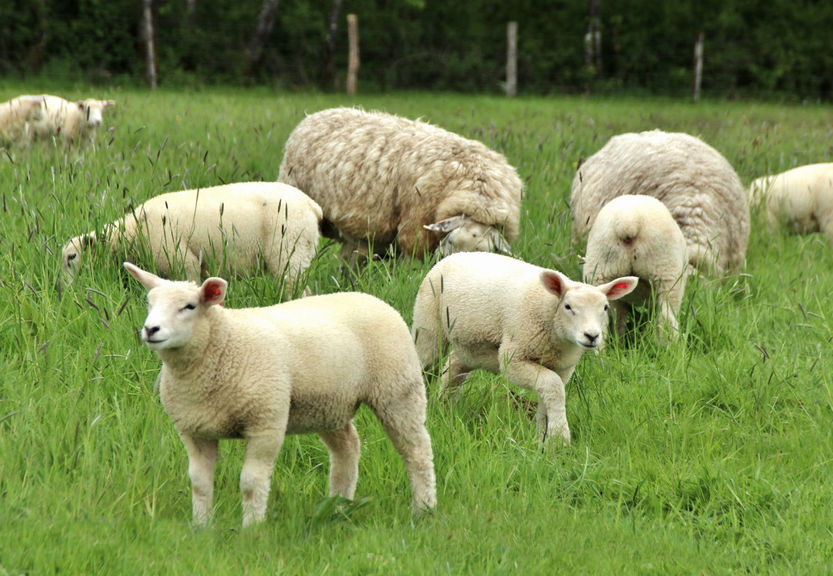 Curious sheep