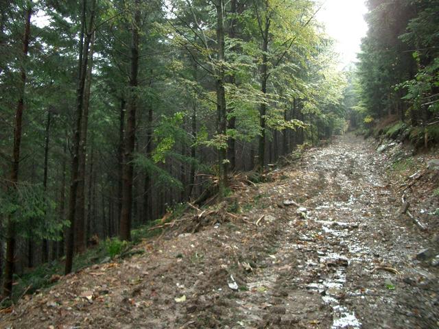 View East  - way up on the muddy forest track