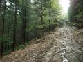 #3: View East  - way up on the muddy forest track