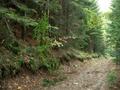 #5: View West  - muddy forest track way down