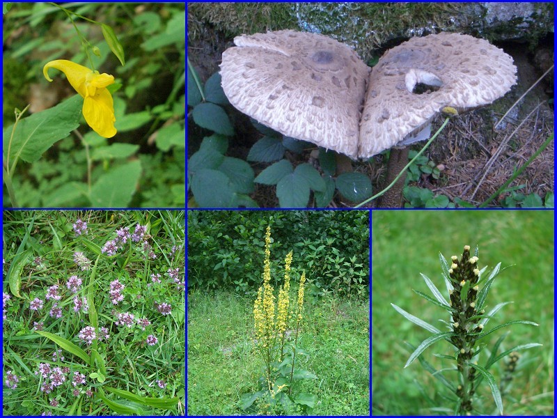 Mushrooms in love and some plants