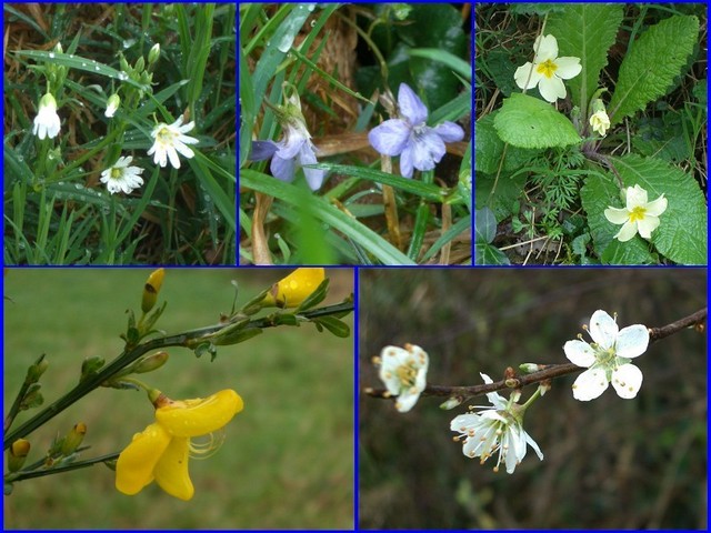 Collection of plants at 48°N 1°W