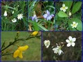 #9: Collection of plants at 48°N 1°W