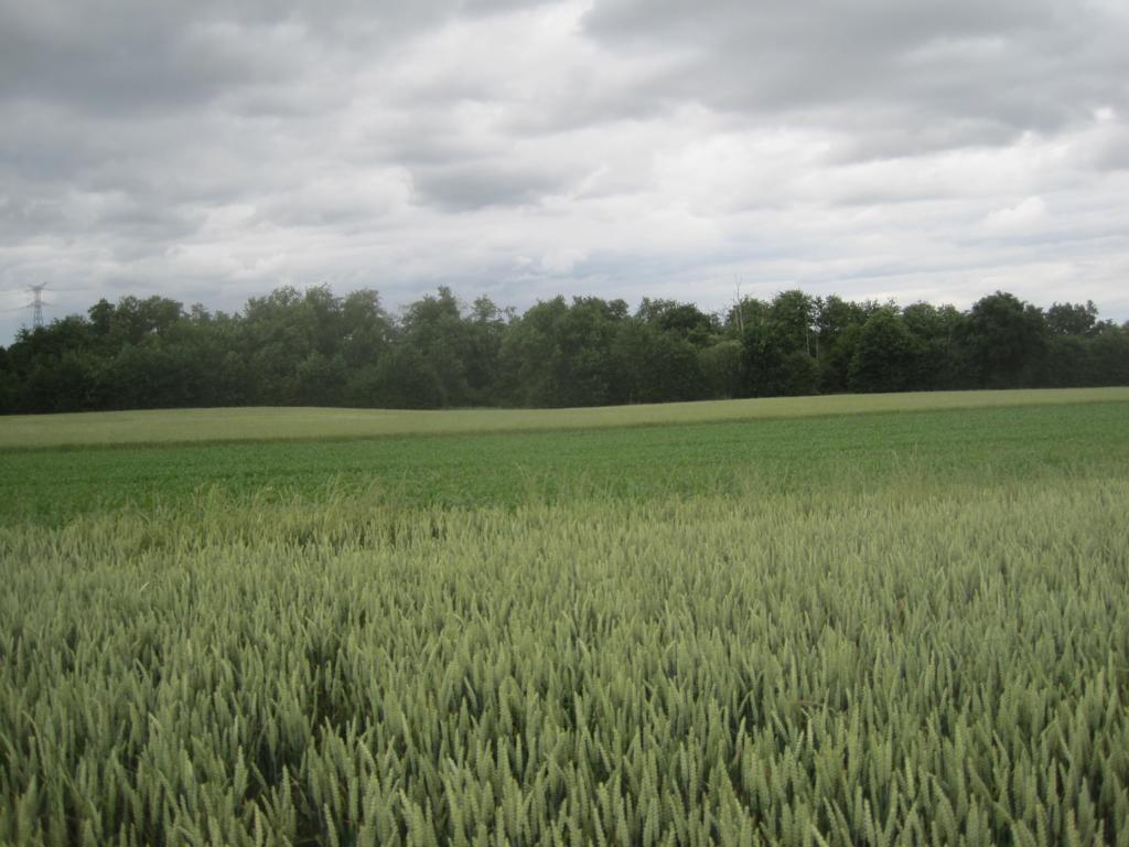 Norden; view north