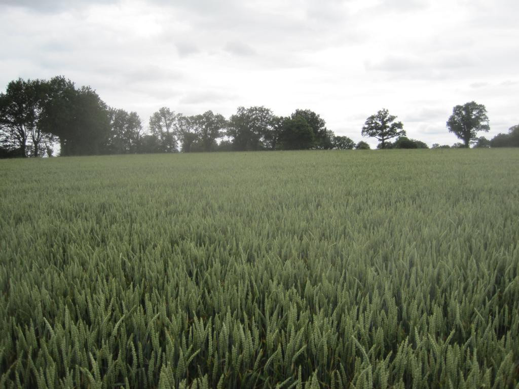 Süden; view south