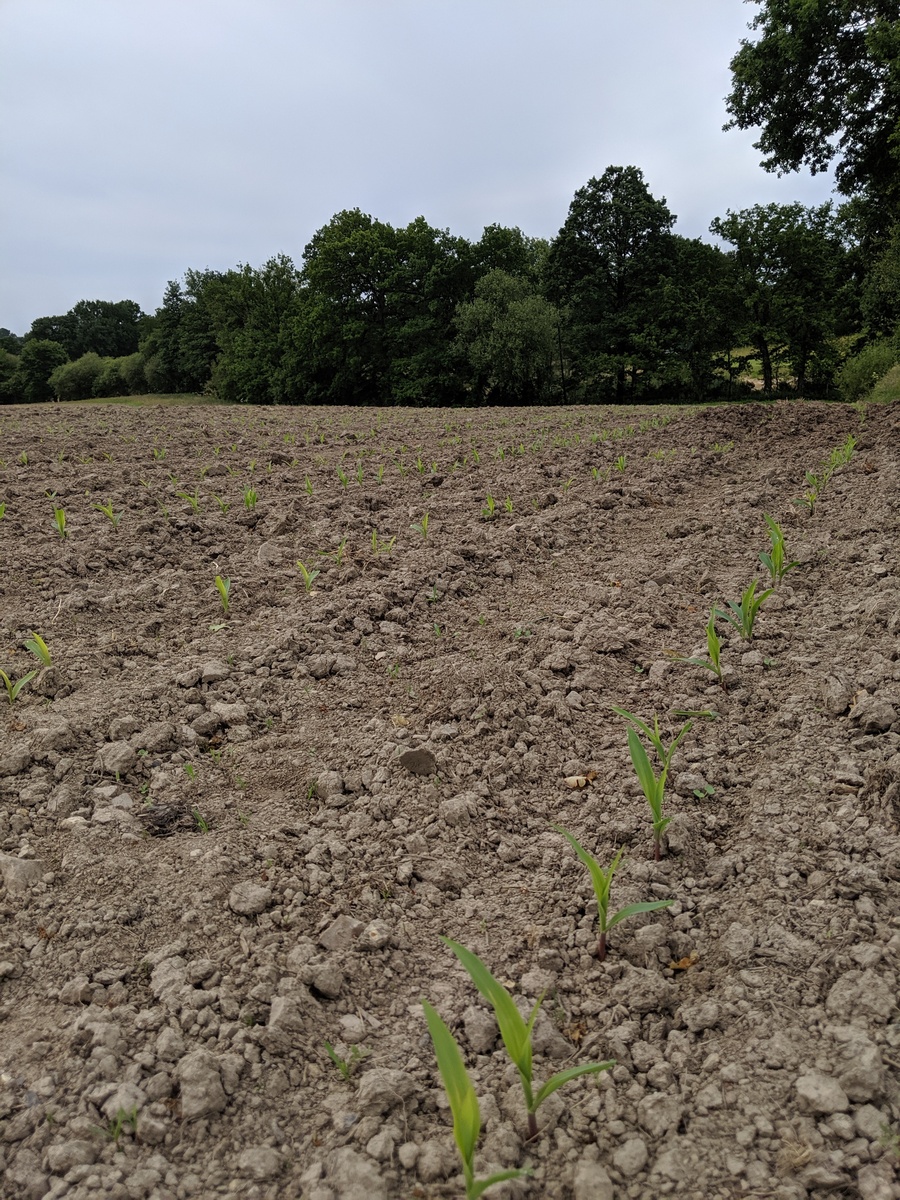 Young maize plants