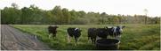 #4: View to CP dir. SW from farm track
