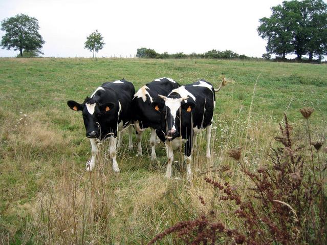 Cows