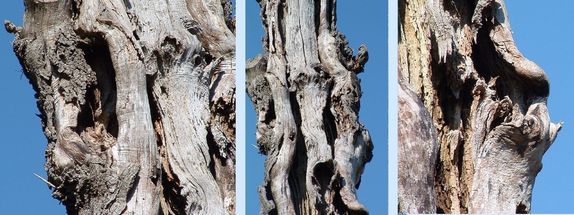 Old tree in close-up 