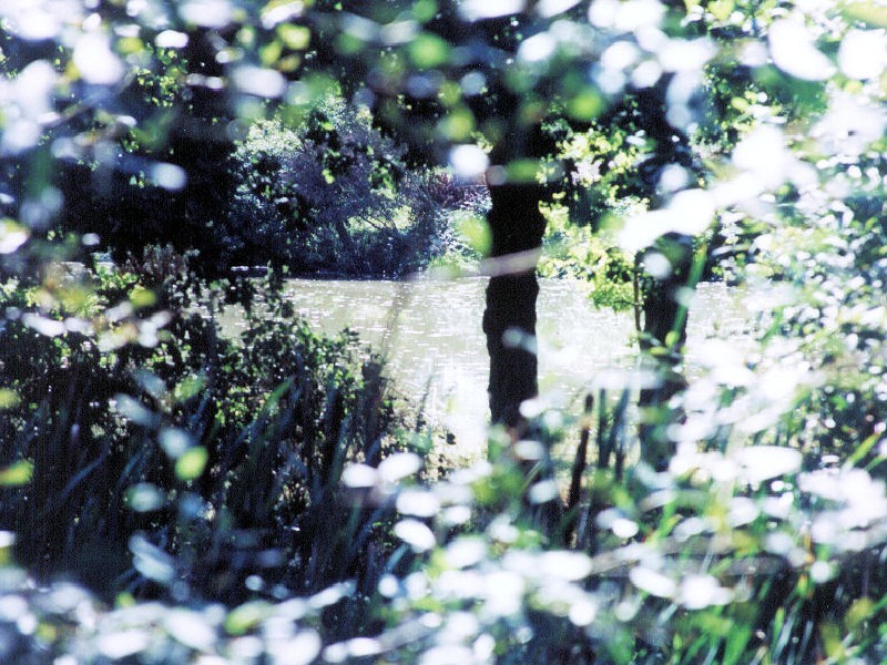 Looking South to the pond