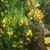 #9: Broom & Furze