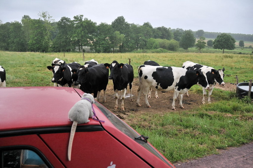 The cattle is watching us / Die neugierigen Rinder