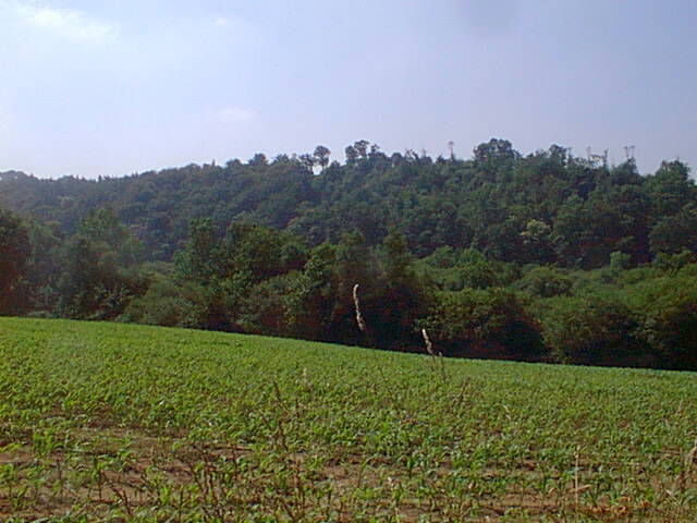 The confluence is located in the grove of trees across the field