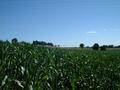 #5: View from the confluence towards West