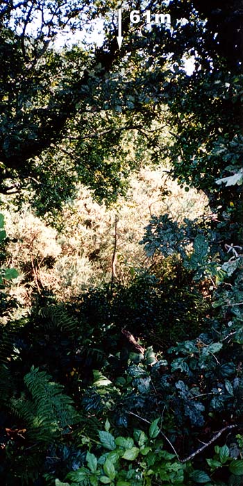 Wall of brambles in the way