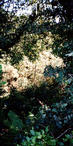 #8: Wall of brambles in the way