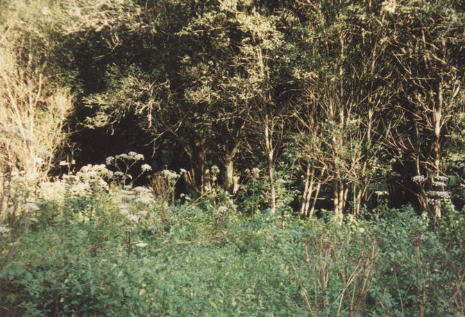 View to the east (a little stream runs behind the trees)