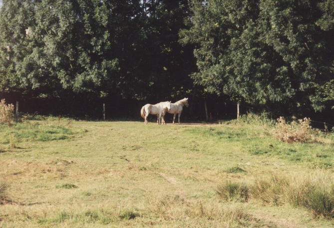 Horses on the confluence path