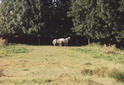 #5: Horses on the confluence path