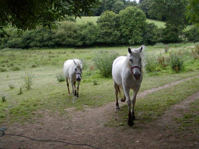 White horses