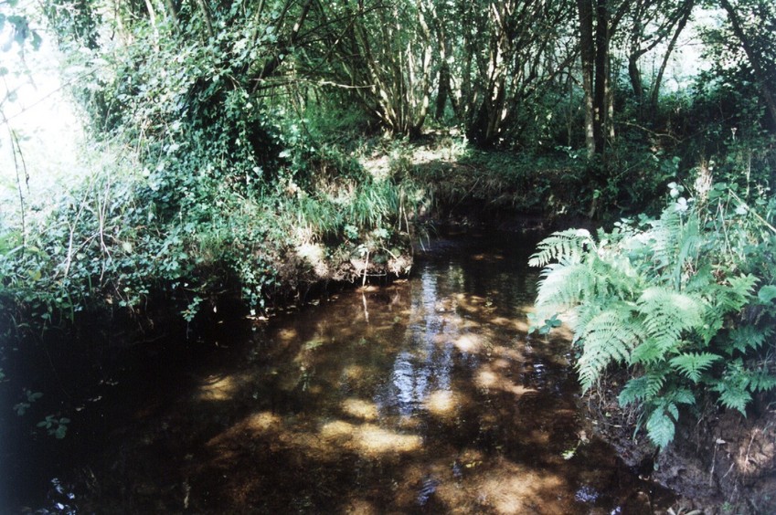 The DCP, in the water, in the nettles at left or in the shrubs at right