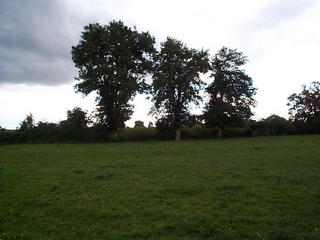 #1: Looking across the field to the confluence in the cornfield