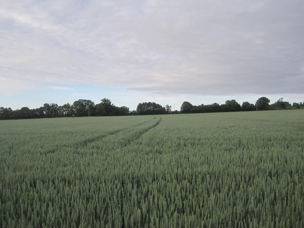 Westen; view west