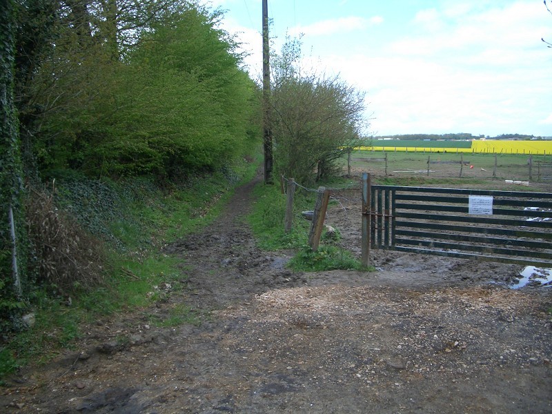 The path between gardens and horses