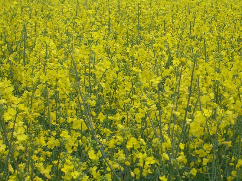 Rapeseed in full colours and full detail