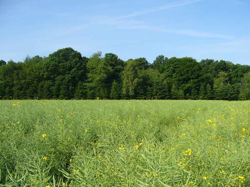 West: rape field