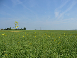 #1: View to the North: rape field