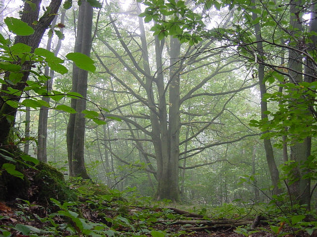 The large tree growing out of the confluence