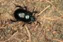 #7: Black beetle