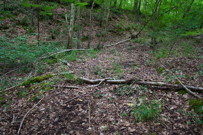 The confluence point lies in the middle of a wooded depression (the remnants of a quarry)