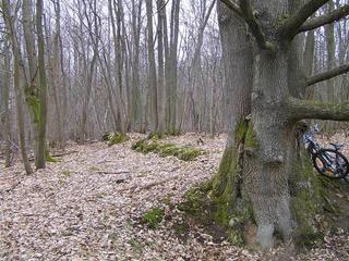 #1: In the middle of a french forest, looking north