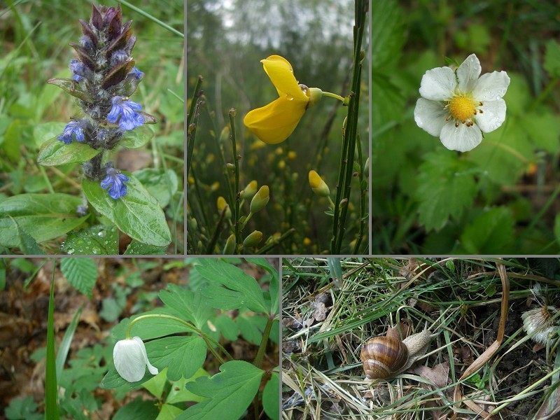 Wild flowers around the DCP