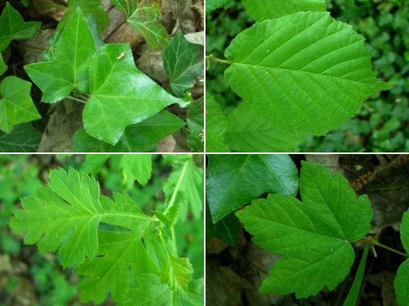 Green leaves all around; it is springtime