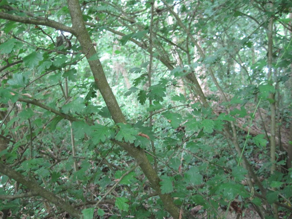 Westen; view west