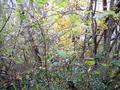 #4: The deep french forest...