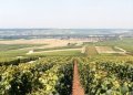 #3: Chardonnay vineyards, the Marne Valley, Epernay