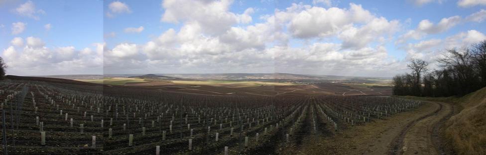 View over the wineyard / Blick über den Weinberg