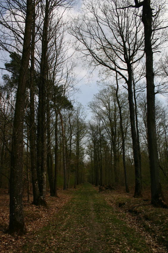 Path through the wood