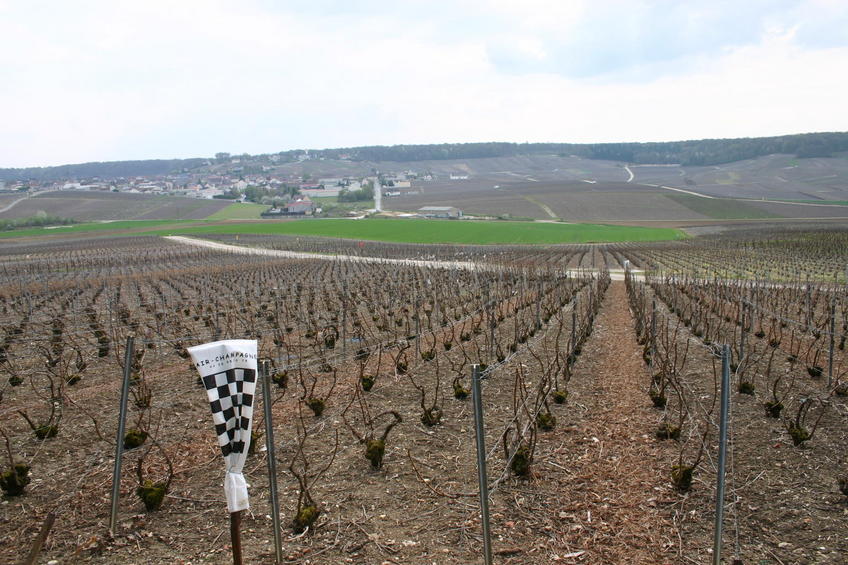 Nearby Champagne field - a few hundred metres from the point
