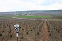 #9: Nearby Champagne field - a few hundred metres from the point